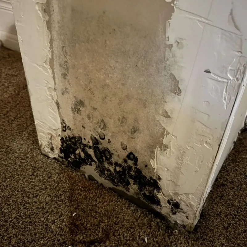 Professional Mold Removal in North Arlington, NJ